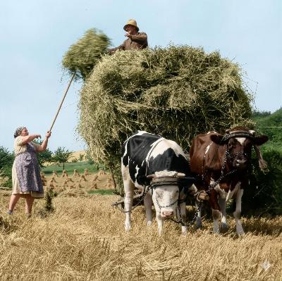 OK_1950_er-Jahre_Personen_Umgebung_Landwirtschaft_coloriert_1792181528_BNR121.jpg